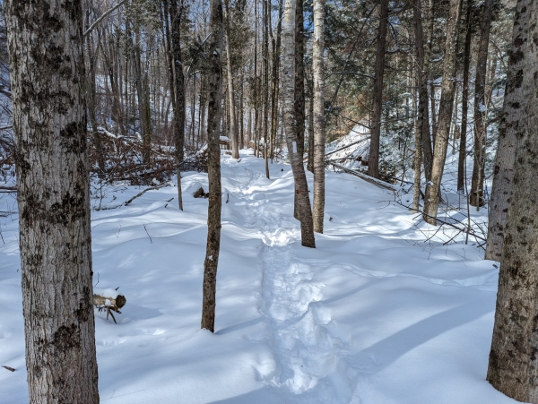 Snowy Trail